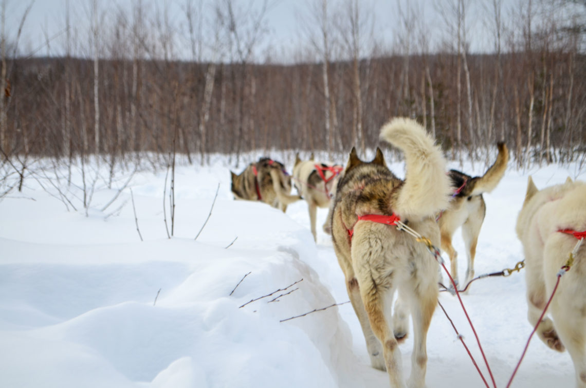 Chien de traineau - Photo Voyageons-Autrement