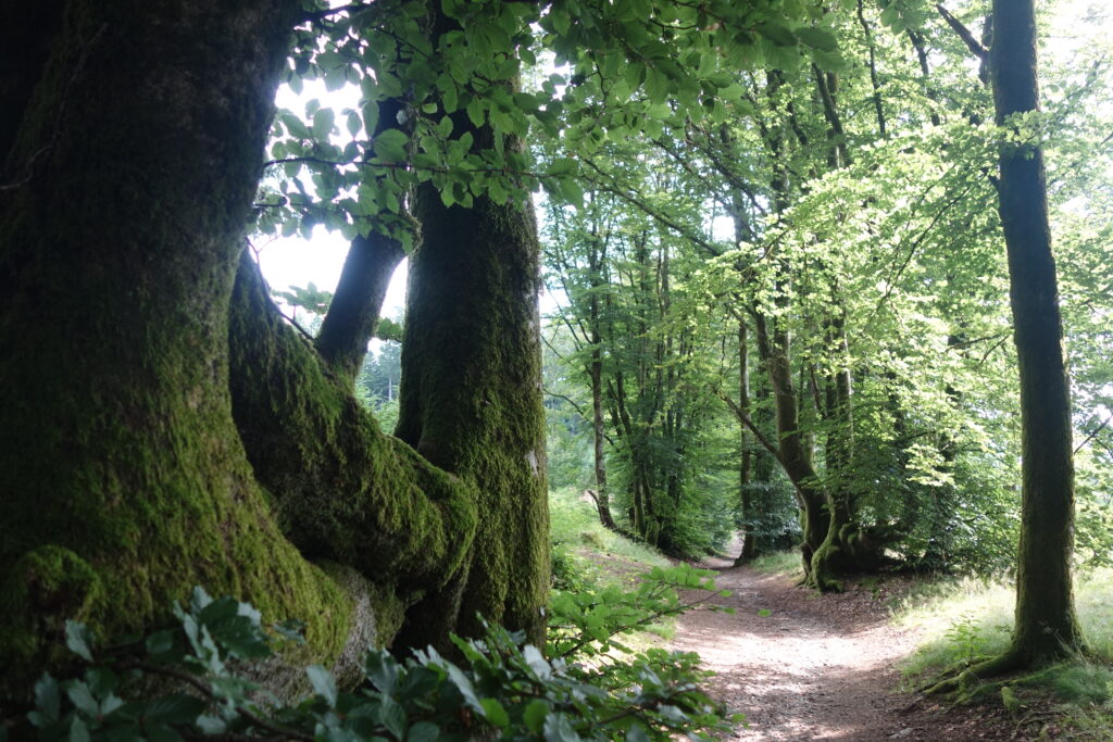 parc-morvan-bivouac-rando-trek