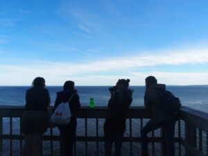 pvt-volontaire-helpx-workaway